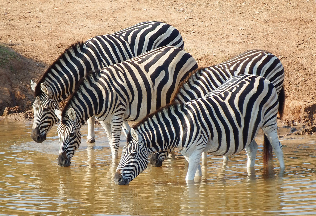 zebra at a drinking hole in the Serengeti